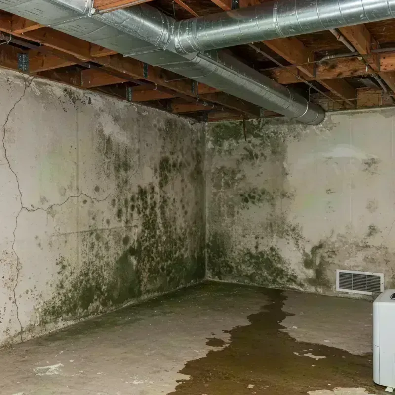 Professional Mold Removal in Dacono, CO